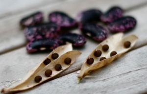 seed-saving seed-saving
